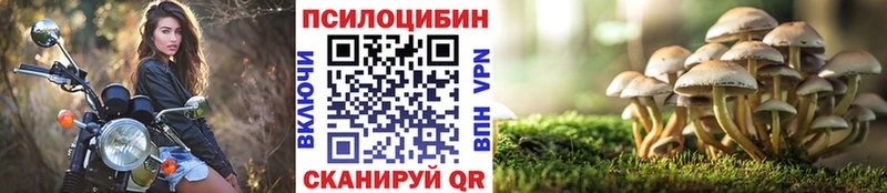 Псилоцибиновые грибы Cubensis  купить закладку  Чегем 